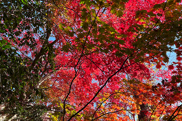 箕面大滝の紅葉